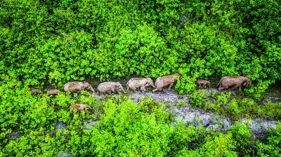生物多样性保护:在美丽的中国,看生机如此盎然 生物多样性保护:在美丽的中国,看生机如此盎然