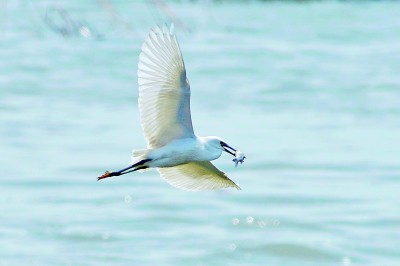 “贵客”飞抵胶州湾