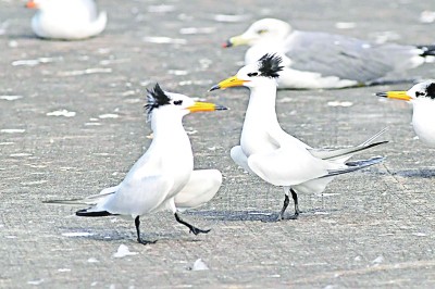 “贵客”飞抵胶州湾