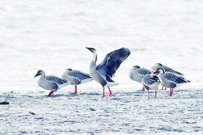 “贵客”飞抵胶州湾