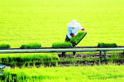 粮食生产稳定发展：大国粮仓根基牢 中国饭碗端得稳