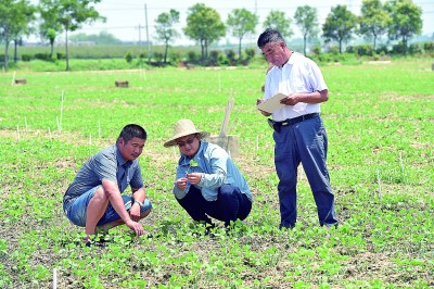 爷孙三人接力种粮50年：科技增粮，追求永不变