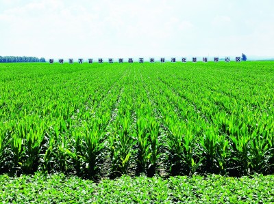 让“耕地中的大熊猫”更好造福人民 让“耕地中的大熊猫”更好造福人民