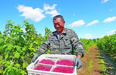 辽宁法库县：喜迎树莓丰收