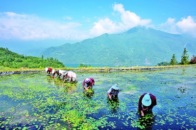 八旬老人绘古柏