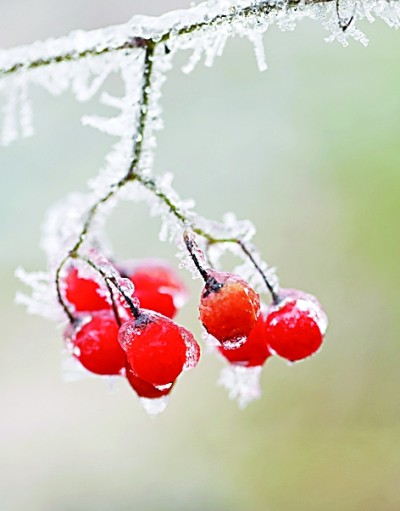 清晨瓦上雪微凝