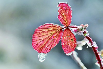 大寒：寒雪消处春意升