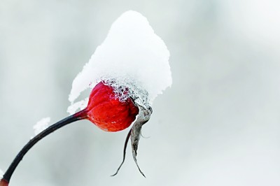 大寒：寒雪消处春意升