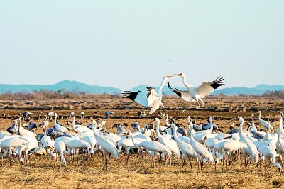 江西鄱阳湖：鹤鹳起舞 江豚逐浪