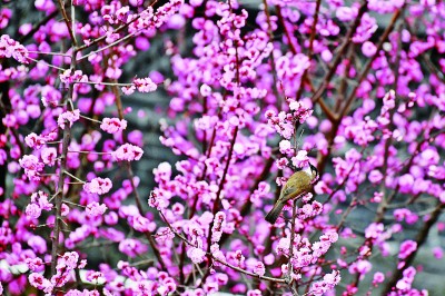 鸟语花香春光好