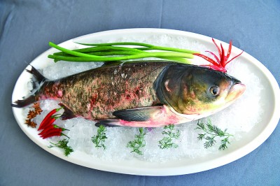 【国家地理标志产品探秘⑯】因“冰”而“火”的查干湖胖头鱼 【国家地理标志产品探秘⑯】因“冰”而“火”的查干湖胖头鱼