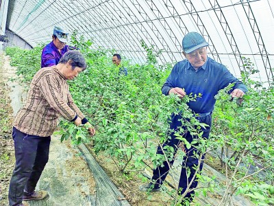 在广阔田野绘就乡村振兴绿色画卷