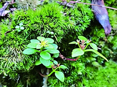 江西发现植物新物种阳际峰景天