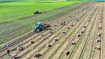 河北围场60万亩马铃薯迎丰收