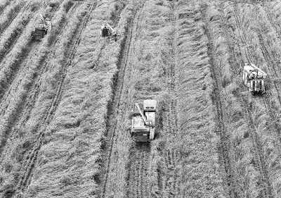 获稻毕工随晒谷 直须晴到入仓时