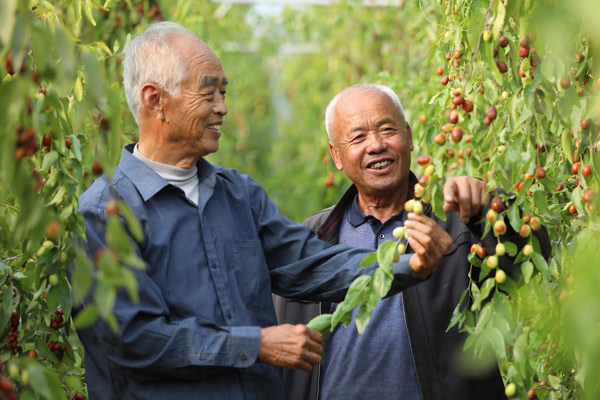 山东乐陵：错季小枣开辟增收新路径