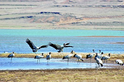 与黑颈鹤一起“飞”