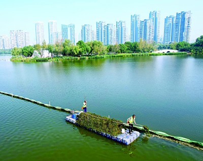 守一城碧水 绘生态画卷——“百湖之市”武汉的湿地保护之道