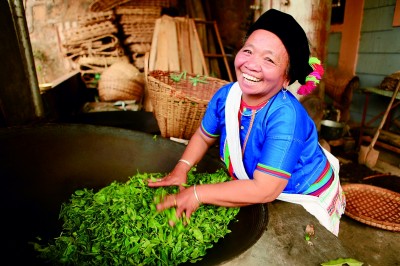 【大美中国】探秘千年茶乡景迈山