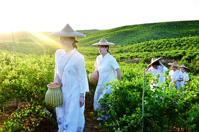 守“望闻问切”之术 谋惠及群众之方——河南南阳中医药的传承创新发展