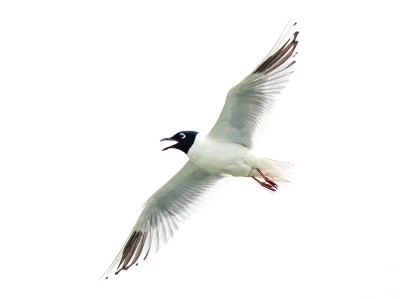 守护湿地，助力人与自然和谐共生