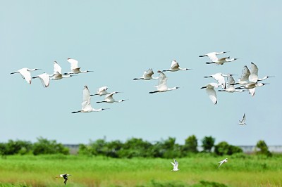 守护湿地，助力人与自然和谐共生