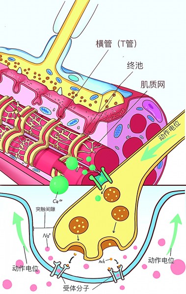 诠释生命之美——当代医学插图创作的多维发展