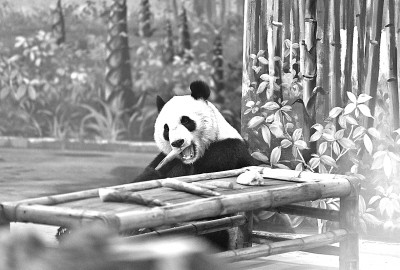 大熊猫搬新居