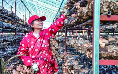 湖北省襄阳市东巩镇双坪村：香菇产业铺就致富路