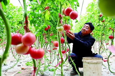 做强“菜园子” 保障“菜篮子”——河北全力推进京津冀农业农村领域协同发展