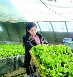 做强“菜园子” 保障“菜篮子”——河北全力推进京津冀农业农村领域协同发展