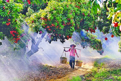 广东省广州市增城区仙村镇基岗村：“致富果”助力农户增收