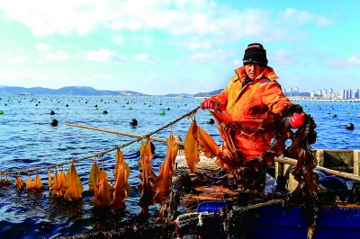 辽宁大连：海中鲜菜采收忙