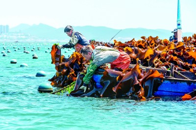 辽宁大连：海中鲜菜采收忙