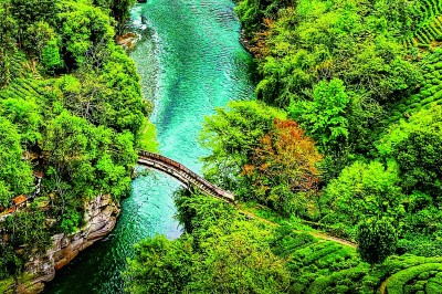 湖北省宜昌市五峰土家族自治县采花乡楠木桥村:古树茶香飘万家 湖北省宜昌市五峰土家族自治县采花乡楠木桥村:古树茶香飘万家