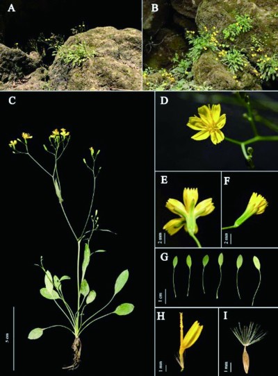 贵州发现菊科植物新种马岭河小苦荬