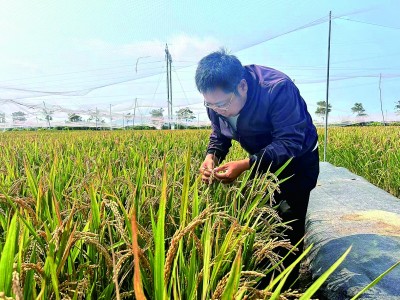 追光逐热 向“种”图强——海南加快建设服务全国的“南繁硅谷”