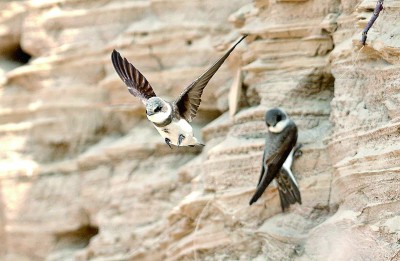 【人与自然和谐相处的温暖瞬间】瞧，大桥为燕子“让路”