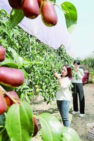 山西省晋中市太谷区小白乡沙子地村：日子像枣子 又红又香甜