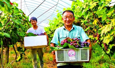 安徽芜湖繁昌区峨山镇城东村：精耕良田收入增