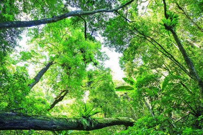 海南热带雨林：猿啼蛙鸣 草木繁盛 万类雨林竞自由