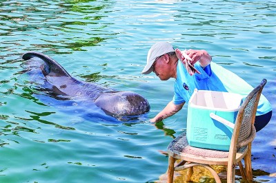 搁浅鲸豚救护，为何困难重重