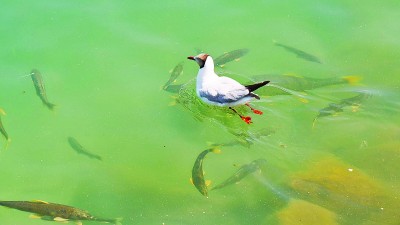 青海湖：碧波荡漾 万物和谐