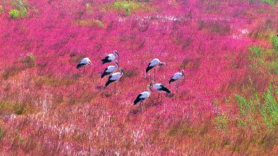 山东东营黄河口候鸟栖息地：万羽翩翩入画来