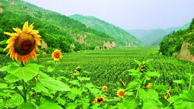 千沟万壑变良田——陕西以淤地坝建设助推生态修复和乡村振兴