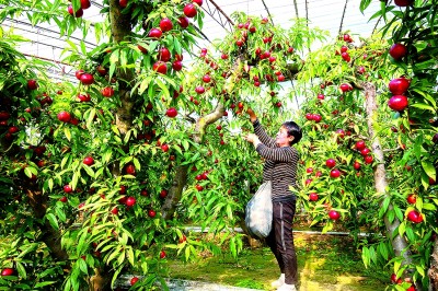 山西新绛：油桃飘香致富路