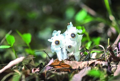 安徽鹞落坪国家级自然保护区：一幅人地和谐的生态画卷