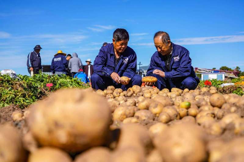 国家马铃薯工程技术研究中心：国产马铃薯品种上新