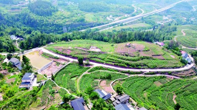 重庆市綦江区赶水镇双丰村：荒地开垦种出“金疙瘩”