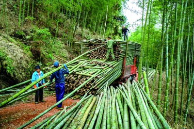 贵州赤水：无边竹海碧波涌